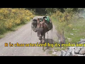 Donkey vs. Pig: Discovering Their Unique Roles in the Ecosystem! 🐎🐖