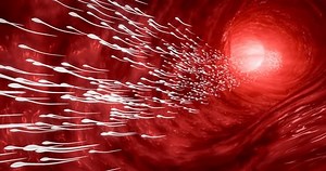 The sperm is directed towards the egg. To do human mating. A pre-fertilization model between an egg and a sperm. 3D Rendering