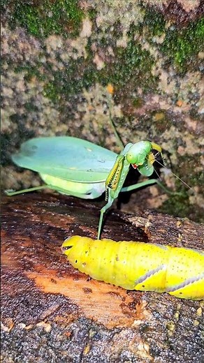 When the Praying Mantis Meets the Giant Yellow Caterpillar #mantis