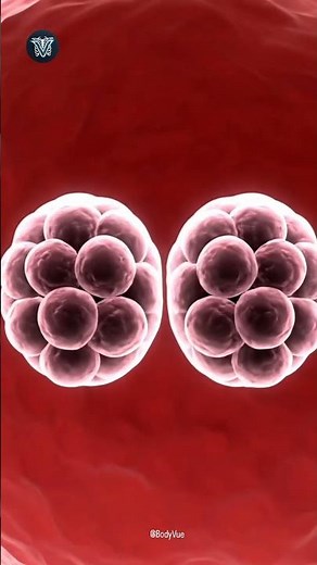 Identical Twins Fertilization: How One Egg Becomes TWO Cell (3D Split) #3danimation #pregnancy