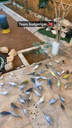 7.7K views · 244 reactions | Team budgerigar Colony..❤️ #budgerigar #birds #parrot #englishbudgeriger #Colony #budgerigarcolony #budgerigarfram #fram #vairalvideo #riobird #team #teambird | Rio Bird | Facebook
