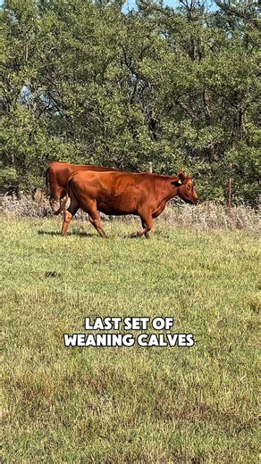 Last set of weaning calves #mcentireredangus #redangus #redanguscattle #weaningcalves #ranchers #cowcalfoperation #redanguscows #ranchingfamily | McEntire Red Angus