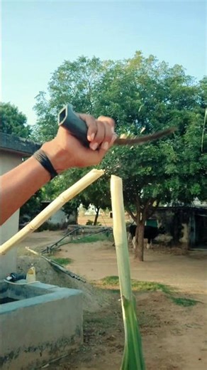 Roots song #trending #roots #song #viral #shorts #yadavpankajvlog #newsong #1millionviews