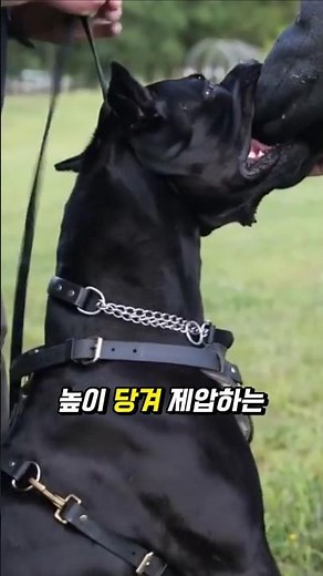 개한테 물렸을 때 '이곳' 잡으면 바로 끝납니다.