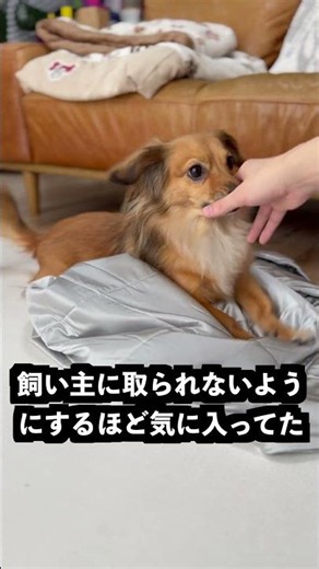 冷房を当てると冷えるゴリラのハグに氷を乗せても溶けないはず！