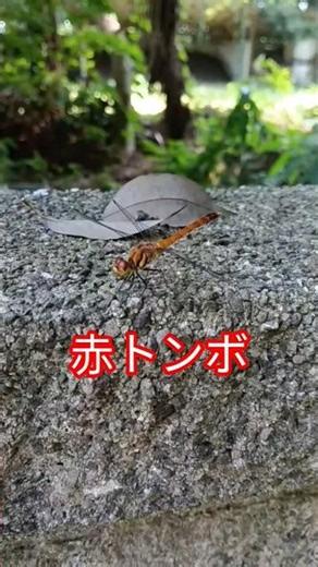 【赤トンボが降りてきてる！】出演順①赤とんぼ ②ビルゲイツに騙されたコオロギ ③有機物分解者ミミズ #田舎暮らし #自然 ＃義務の掃除