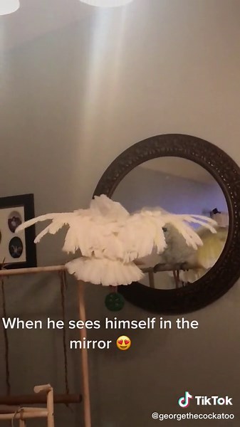 Cockatoos Playing and Having Fun in Front of a Mirror
