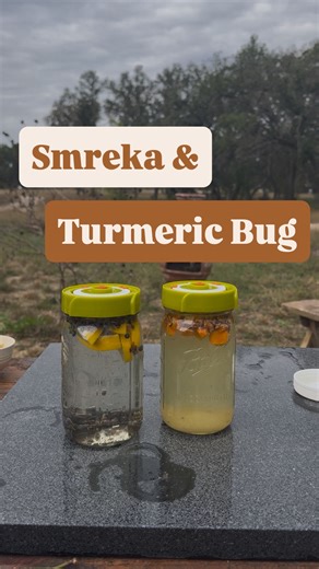 Alexis “Juniper Lighthouse” H on Instagram: "Smreka is a fermented beverage made with juniper berries that comes to us via the Bosnian people. Foraging for wild junipers always brings me so much joy, but not all junipers are edible. I’m working with our native Ashe juniper (Juniperus ashei) but you could use store bought juniper berries. December’s monograph is on juniper and the full Smreka recipe I used will be in there with a few more juniper recipes I enjoy. ✨✨✨ I’ve made a ginger bug before