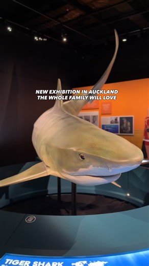 Auckland, New Zealand on Instagram: "A must-do for the summer holidays. See sharks like never before and discover a whole new side of these ocean legends in a life-sized exhibition at @aucklandmuseum 🦈 #VisitAuckland #DiscoverAuckland"