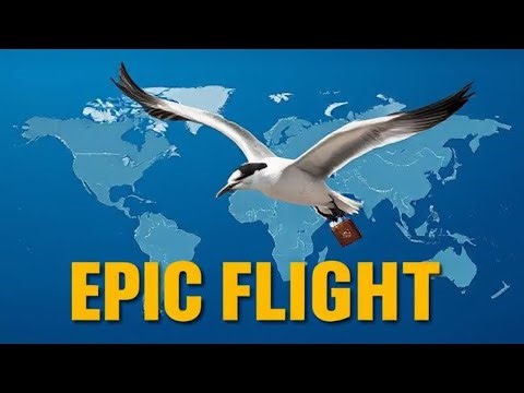 Bird Migrations: Nature’s Greatest Road Trips