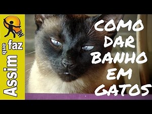 Banho em Gatos - A Maneira Correta e Eficiente / How to bathe a cat . The right way