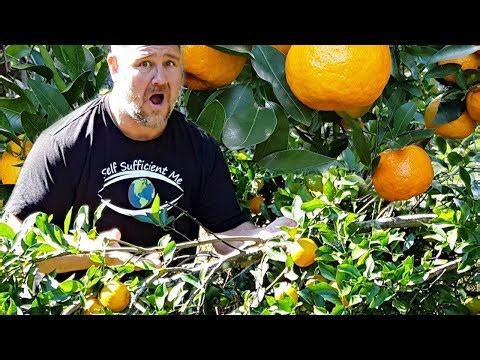 How to Stop Tree Branch BREAKING Under Weight of Fruit AMAZING Garden Hack