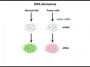 RNA Sequencing (RNA-Seq) | Transcriptomics Animation for CSIR NET & Life Science Exams