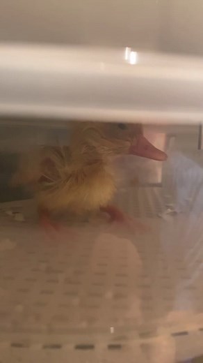 Meet the Duckling: Growing a Duck from Supermarket Eggs