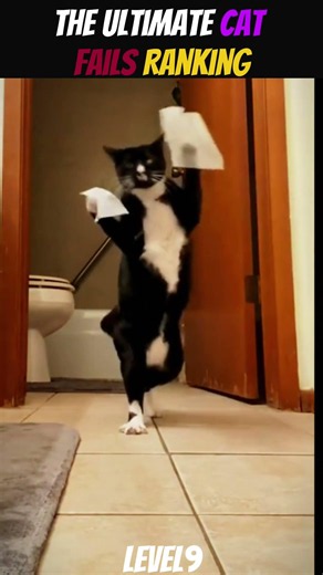 Why cats are the funniest creatures #catcore #funnycats #cats #shorts