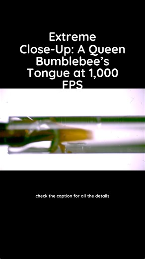 Research: Sparse tongue hair explains why queen bees stop foraging when workers emerge. Microscopic analysis shows queen bumblebees have sparse tongue hairs, reducing nectar capture efficiency. This physical limitation explains why queens stop foraging once workers emerge, highlighting how anatomy shapes division of labor in bee colonies. Read the full story at 🔗https://sci.sx/687531774 Video Credit: Credit: Zexiang Huang, Shumeng Wu, Qinglin Wu 📸 Follow us on Instagram for more exciting conte