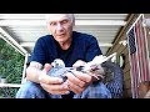 how to control red mites in pigeons