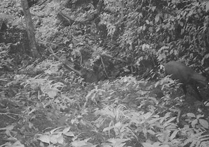 Rare 'Asian Unicorn' Photographed for the First Time in 15 Years in Vietnam Forest