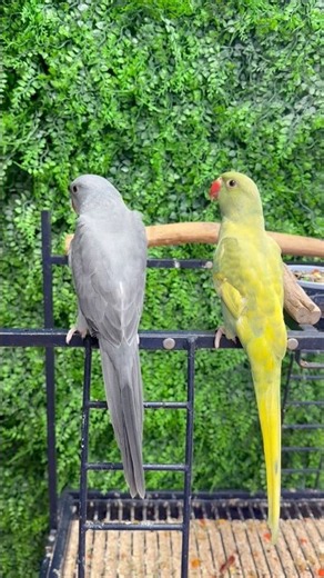 Indian Ringneck Parrot Grey Green And Yellow #indianringneckparrot # #birds #parrot