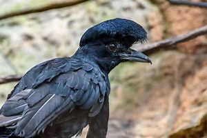 Umbrellabird