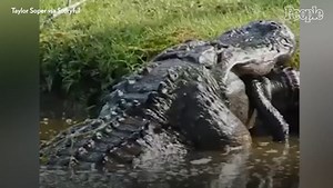 Massive Alligator Devours Smaller Gator in Viral Video from a South Carolina Backyard
