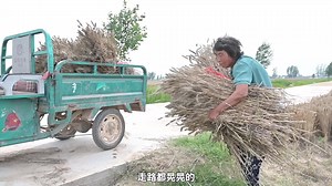 【河南】麦收季遭遇“烂场雨” 7旬奶奶跪地割麦救重病孙女