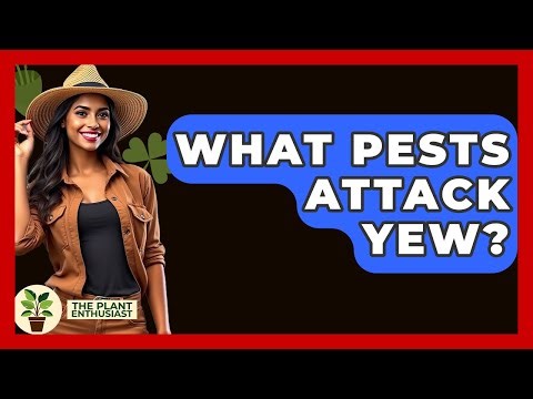What Pests Attack Yew? - The Plant Enthusiast