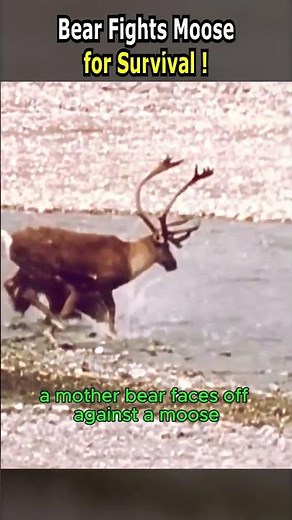 Bear Fights Moose for Survival!