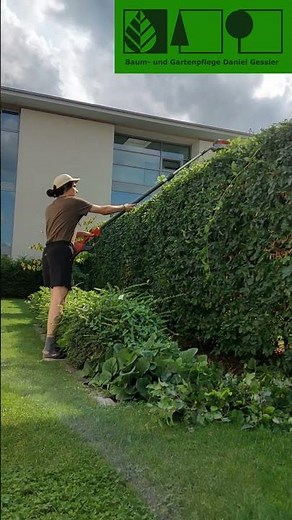 Rückschnitt einer Buchenhecke