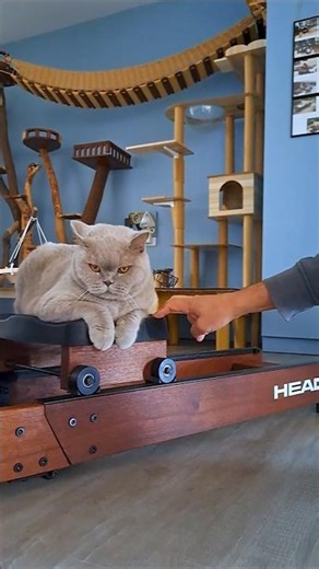 Why My British Shorthair is the Ultimate Apartment Cat (Lilac British Shorthair) Rowing Machine Fun