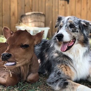 3.4M views · 95K reactions | Undeniable proof that animals care SO deeply about each other  | Odd Couples by The Dodo | Facebook