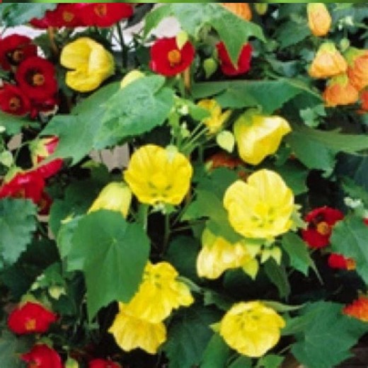 Abutilon Bellevue Mix Seeds 20 | Flowering Maple Plant - Etsy