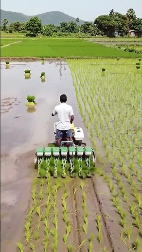 Rice planting process using a modern rice transplanter