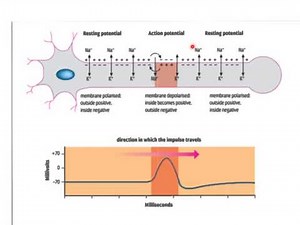 Action Potential