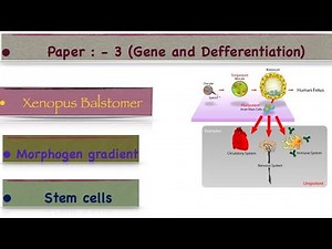 Xenopus blastomere || Morphogen gradient || Stem Cell MSc development biology