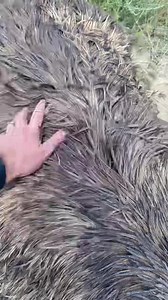 How Did I Get A Pet Emu? 🤔 | Corbin Maxey