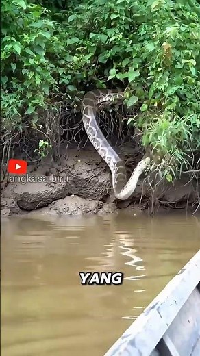 Unbelievable! Size Doesn't Guarantee Victory in the Wild! #animalfacts #snake #bigcat
