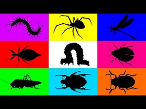 Insect: Caterpillar, Leaf Insect, Dragonfly, Spider, Centipede, Ladybug, Grasshopper, Beetle