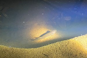 Fish — Manly Dam Biodiversity Project