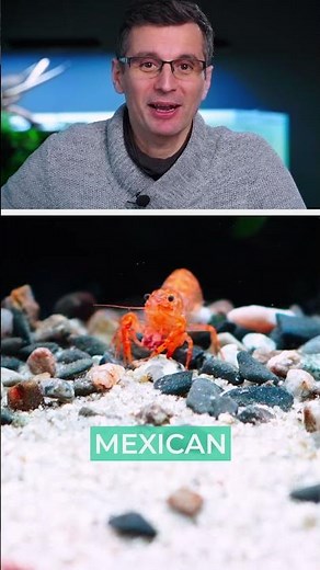 Scaping a Shallow Tank for Orange Crayfish