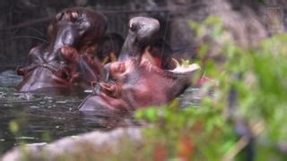 BLOAT GOALS: Our hippo bloat is now spending time out on habitat together! 🦛 | Dallas Zoo
