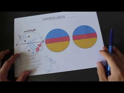 Embryonic Development of Xenopus laevis (Fertilization, Blastula, Gastrulation) + Molecular Details