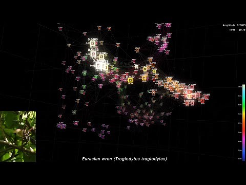 Visualizing Bird Songs