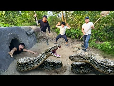 Brave Expert Rescues Young Man From 2 Giant Golden Pythons