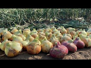 [Onion cultivation] When I gave calcium liquid fertilizer to onions, it turned out amazing! (Demo...