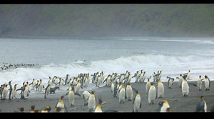 Surfs up! In South Georgia! South Georgia is known for its incredible wildlife, particularly penguins and seals, and its dramatic, glaciated landscapes. It is also historically significant for its connection to Antarctic exploration, especially the expeditions of Ernest Shackleton, whose grave is a major attraction. ONLY 2 spaces left open! The small ship only has 4 cabins left available. Don't wait. https://wildcompasstours.com/southgeorgiaphoto/ | Wild Compass Photographic Adventure Tours
