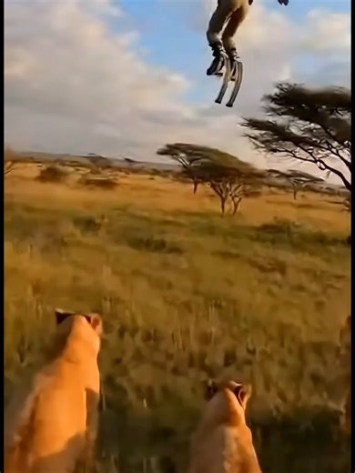 Lions in Their Natural Habitat: An Adventure in Nature