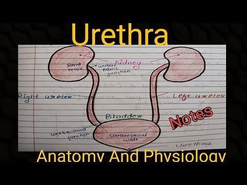 Notes Of Urethra And It's Blood Supply ( Anatomy And Physiology)
