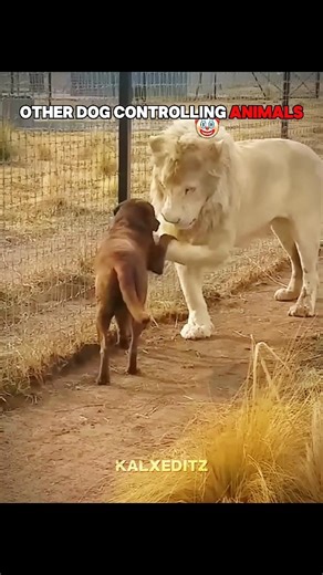 Other Dogs Controlling Animals Vs Cats...
