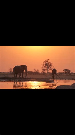 The worlds largest and tallest land mammals have a late evening drink. # Gweta Lodge # Makgadikgadi Salt Pans | Gweta Lodge
